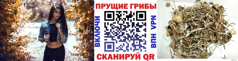 Галлюциногенные грибы Psilocybe  shop состав  Павлово 